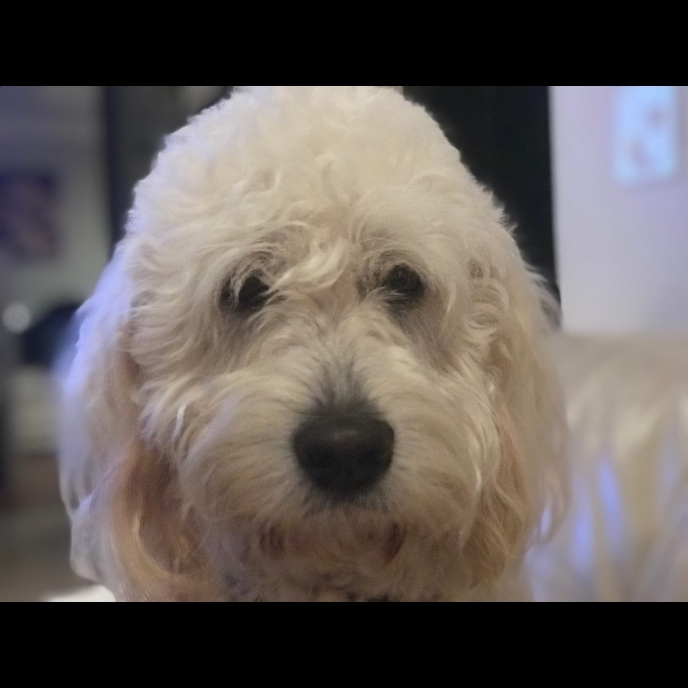 Meet your Posher, Sona